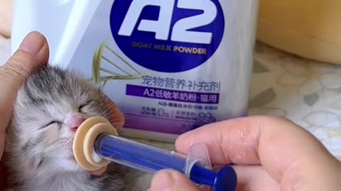 Unusual technique, gigantic love: hungry kitten gets his snuggle time. 🍼🐾
