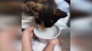 😹 CATTY CHAOS! Ridiculously Funny Felines Doing the Wildest Stuff! 🐾💥