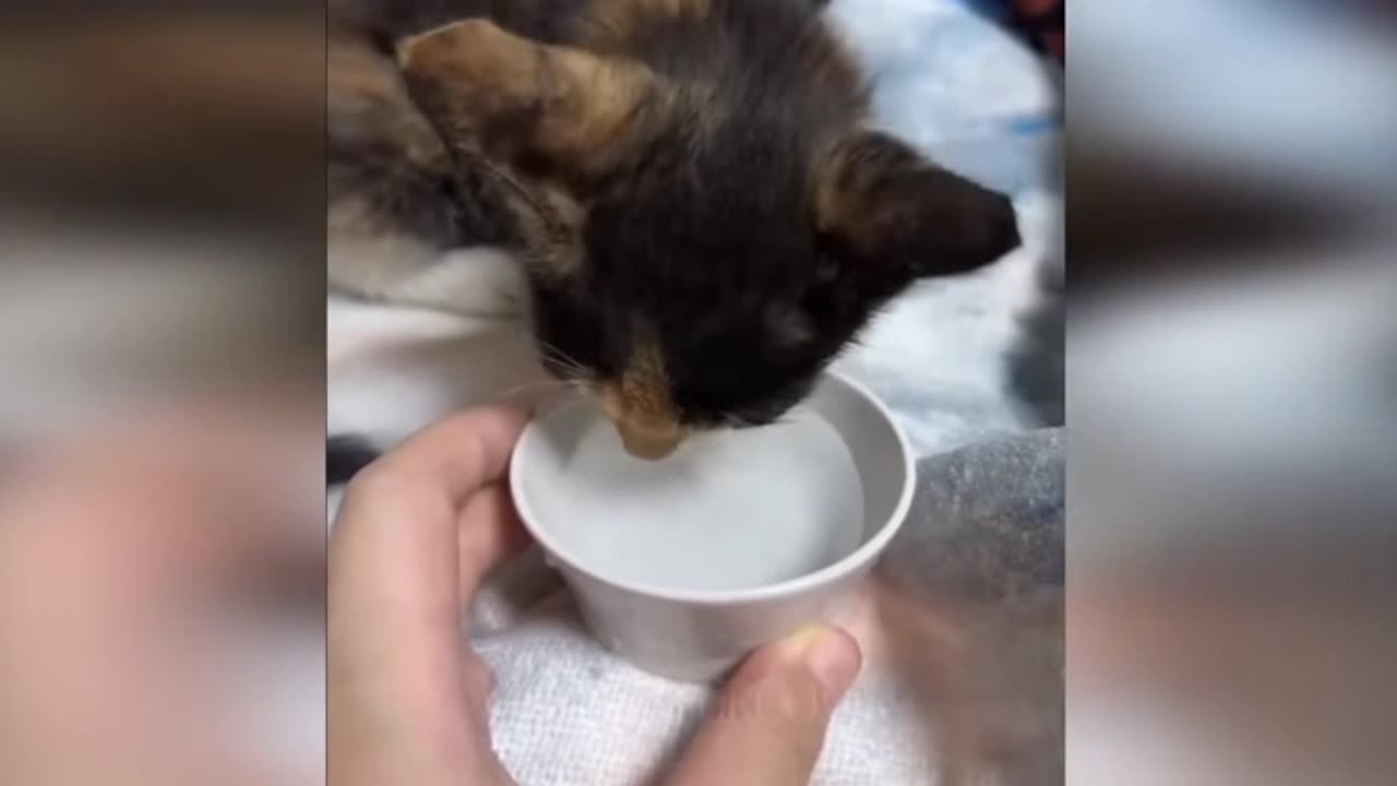 😹 CATTY CHAOS! Ridiculously Funny Felines Doing the Wildest Stuff! 🐾💥