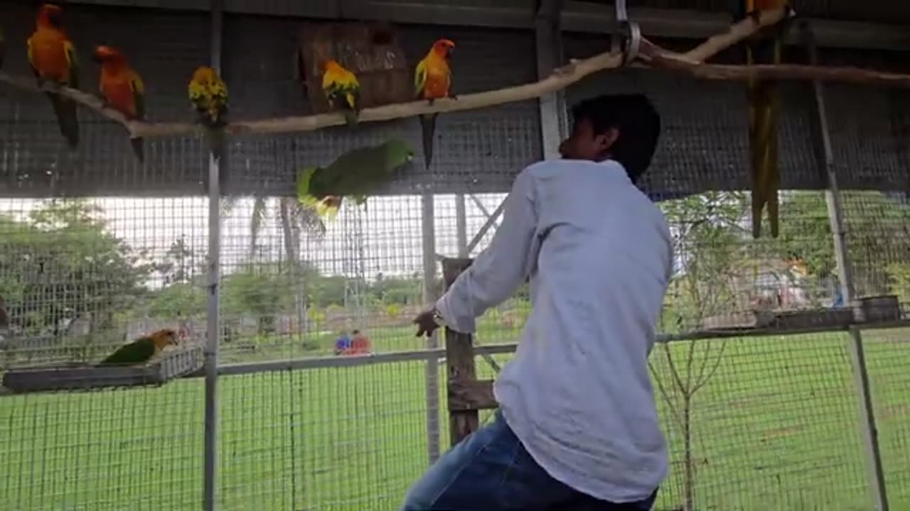 Parrot 🦜 colony big ❤️