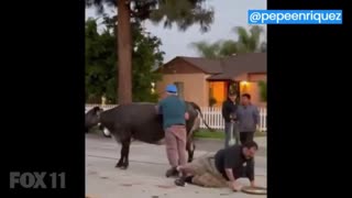 Deputies Chase Cows Through Pico Rivera, One Attacks