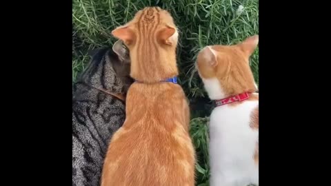 Epic Cat Fails & Funny Moments That’ll Leave You Purring!