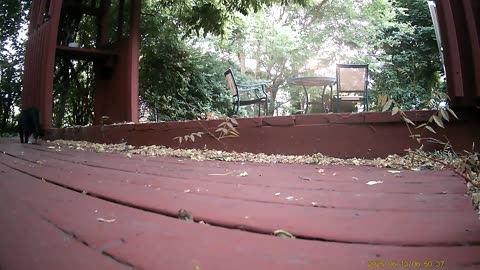 Wildlife Filmed By Haza PR800 Wild Camera, Dearborn, Michigan, June 12 To 18, 2025