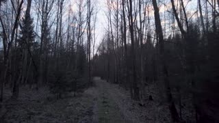Quiet Reflections | FPV Walk Through a Tree Alley