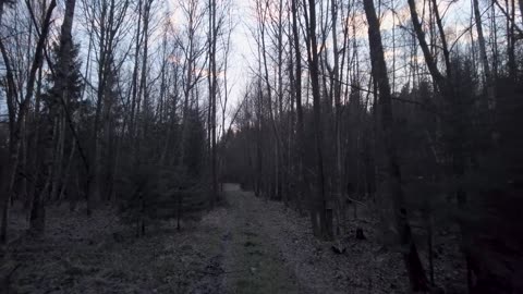 Quiet Reflections | FPV Walk Through a Tree Alley