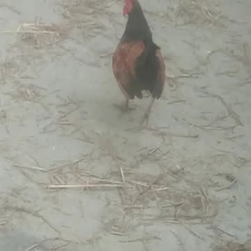 Listen to the rooster crow.