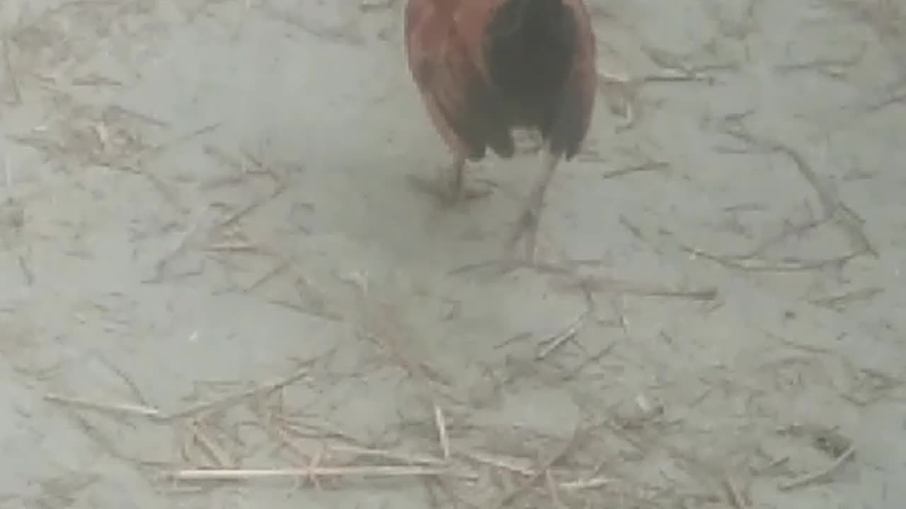 Listen to the rooster crow.