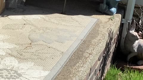 Italian wall lizard