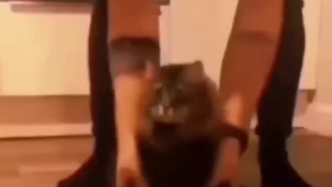 Funny Animals 2025 😂 - Funniest Cats and Dogs Videos 🐶🐱 #shorts