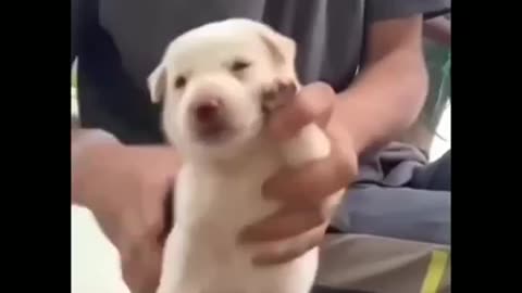 dogs, cute dogs, funny dog videos, animals, pets,