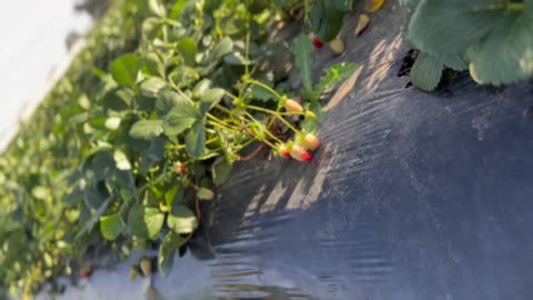 Strawberry Farming