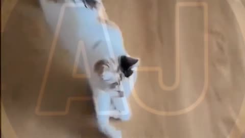 Funny video