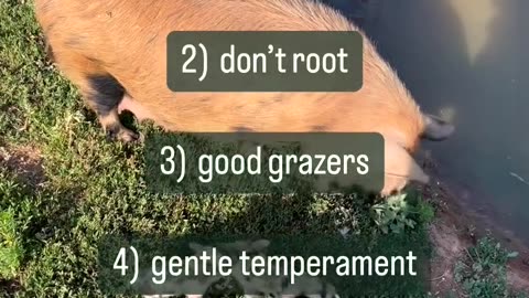 Cattle Ranches also have.. cartercountrymeats.com