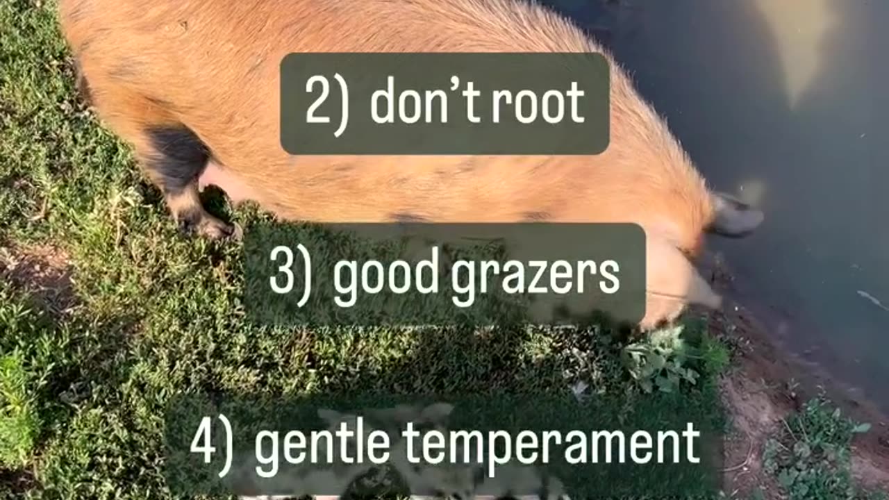 Cattle Ranches also have.. cartercountrymeats.com