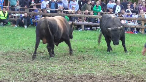 Jelenko od Redžića vs Peran od Hukanovića Stražbenica 2025