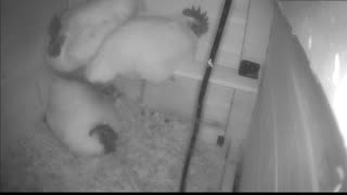 Chicken Live Stream