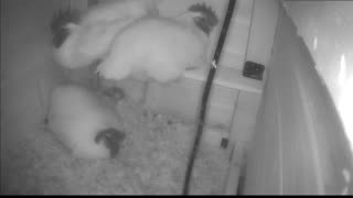 Chicken Live Stream