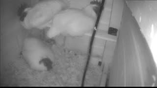 Chicken Live Stream