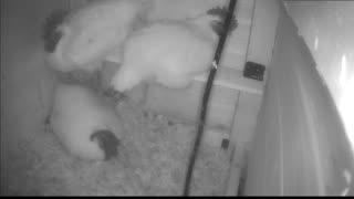 Chicken Live Stream
