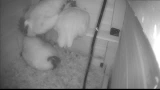 Chicken Live Stream