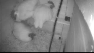 Chicken Live Stream