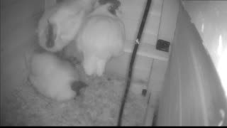 Chicken Live Stream