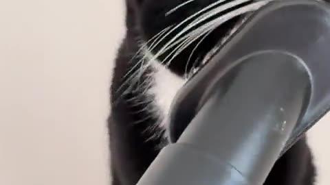 Another cat-approved vacuum