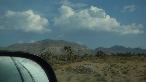 JOSHUA TREES!!