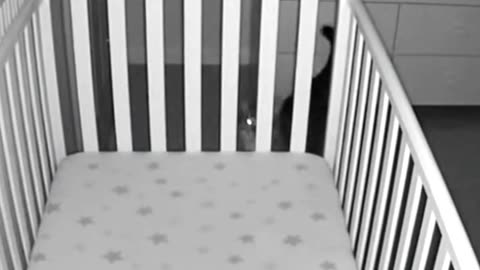 Baby and Cat Vanishing in seconds 😰 #RealFootage #babycat #cctvfootage