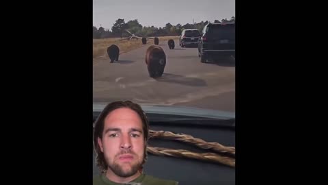 Paul White Gold Eagle -BEARS - Animals leaving Yellow Stone Park？