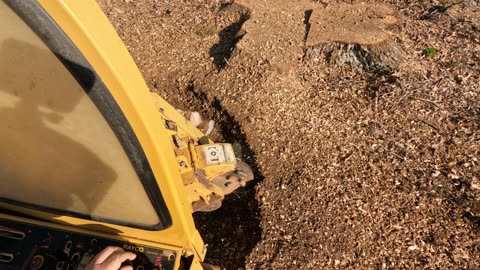 Stump grinding a huge stump in Hazel Green, Alabama