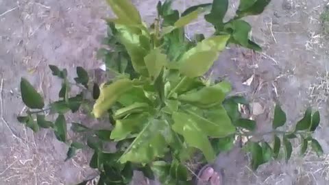 Lemon tree seen from above, it is still small, but it will grow a lot! [Nature & Animals]