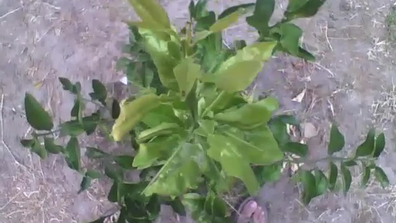 Lemon tree seen from above, it is still small, but it will grow a lot! [Nature & Animals]