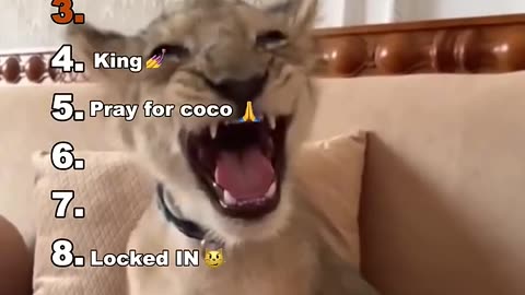 funny animals