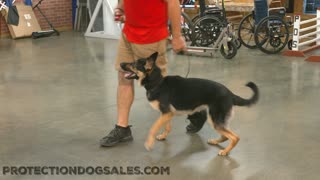 Protection Dog Pink taking out the bad guy