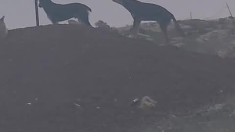 Watch as dogs bite away at the Israeli flag placed by Israeli settlers