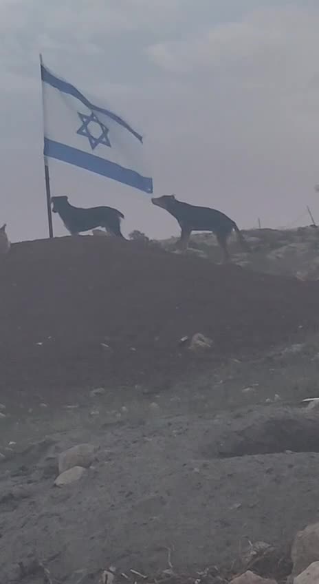 Watch as dogs bite away at the Israeli flag placed by Israeli settlers