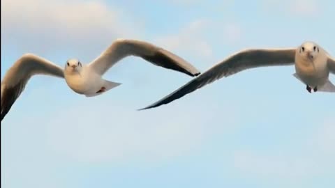 Daily Horoscope | Cancer 🌟