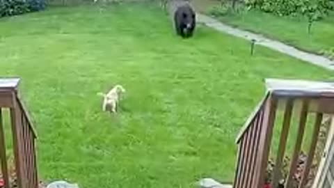Cats are Fearless