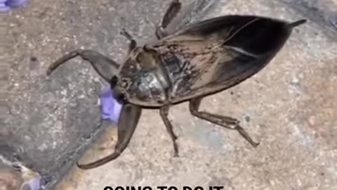Water Scorpion