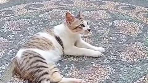 😿 "Lonely Cat in Daylight – When Everyone Naps, He Plots His Revenge!" 😂🐱