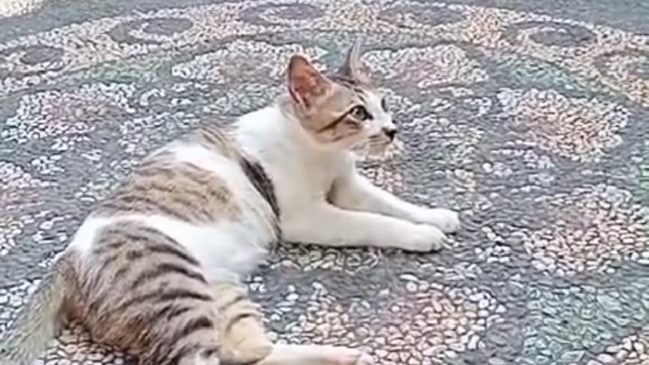 😿 "Lonely Cat in Daylight – When Everyone Naps, He Plots His Revenge!" 😂🐱