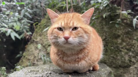 It's snowing! The chickens are all sleeping in the trees and won't go into the coop.
