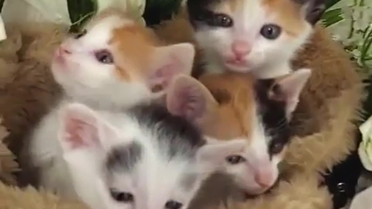so many little cats with the flowers