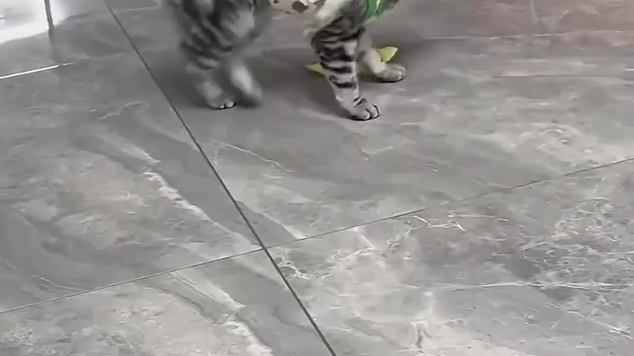 cats vs balloons compilation —laugh till you drop! 😂