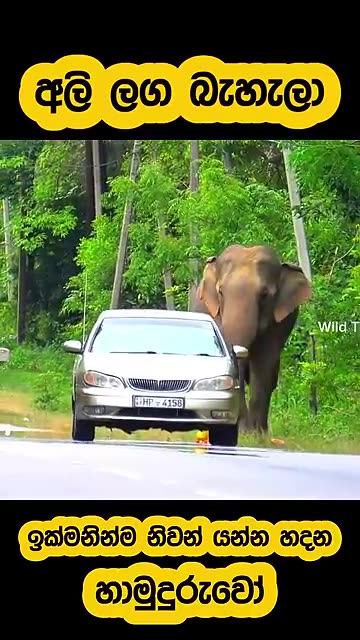 Monk ang elephant...