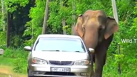 Monk ang elephant...
