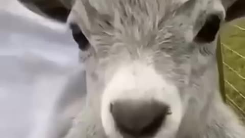 Animal going off the rails