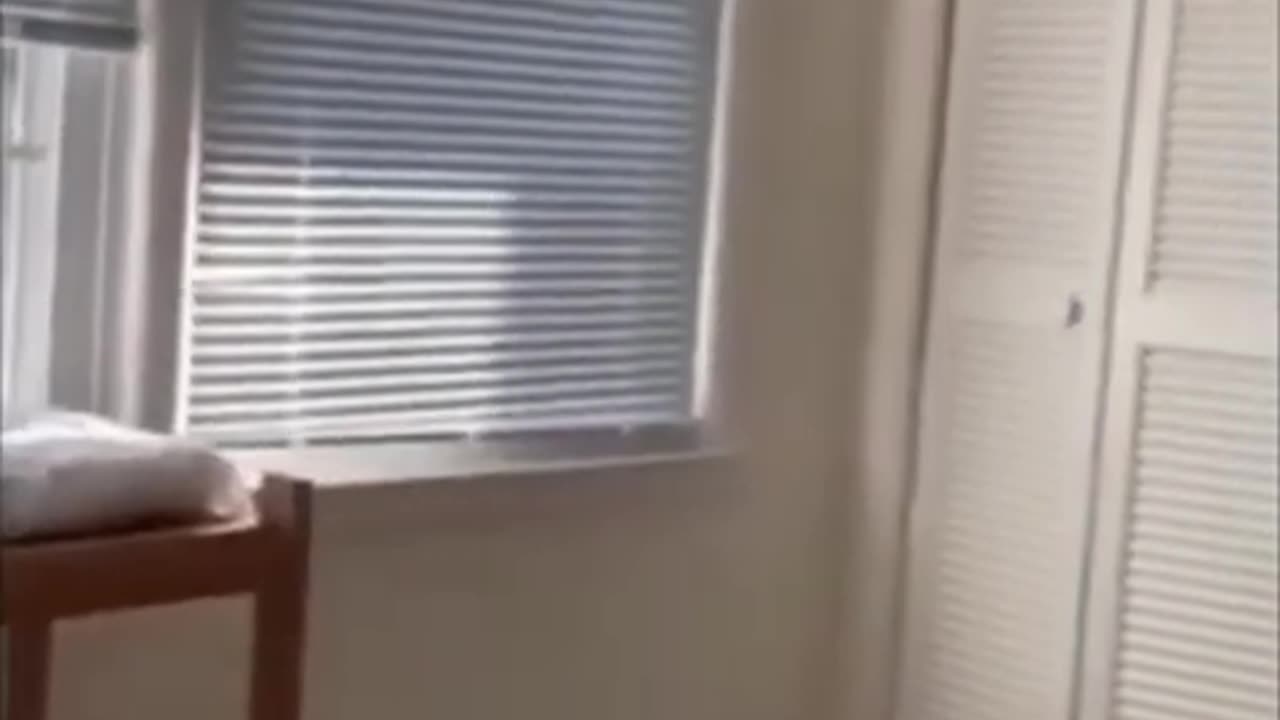 62. Laugh Out Loud with These Hilarious Cats - Funny YouTube Shorts Compilation
