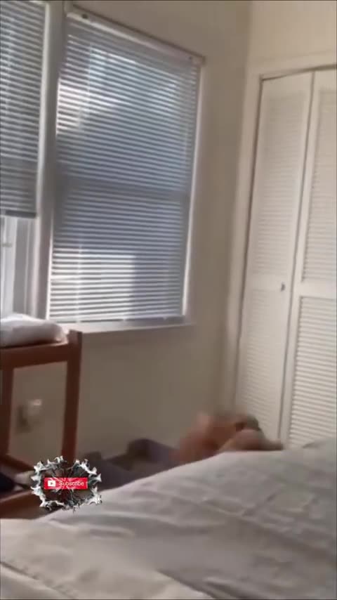 62. Laugh Out Loud with These Hilarious Cats - Funny YouTube Shorts Compilation